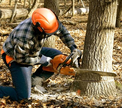 Tree Removal in Woolrich, PA